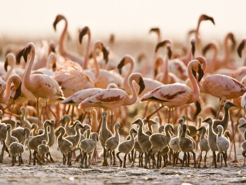 Flamingo Flock with Chicks — Pink, Serene, Sunset