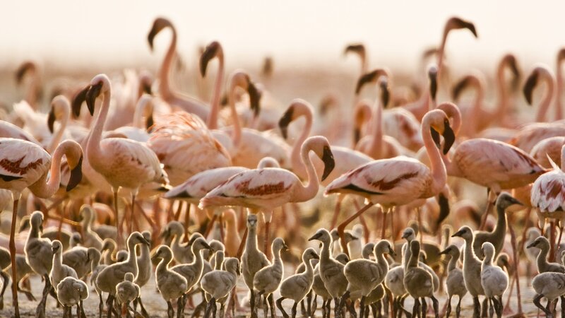 Flamingo Flock with Chicks — Pink, Serene