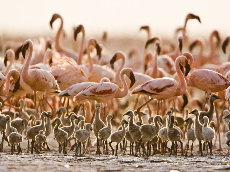 Flamingo Flock with Chicks — Pink