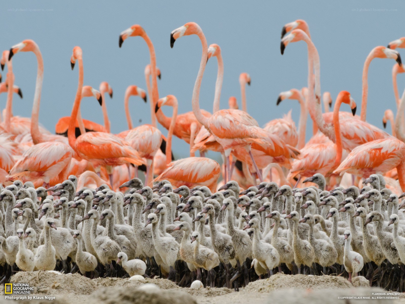 Flamingo flock with chicks