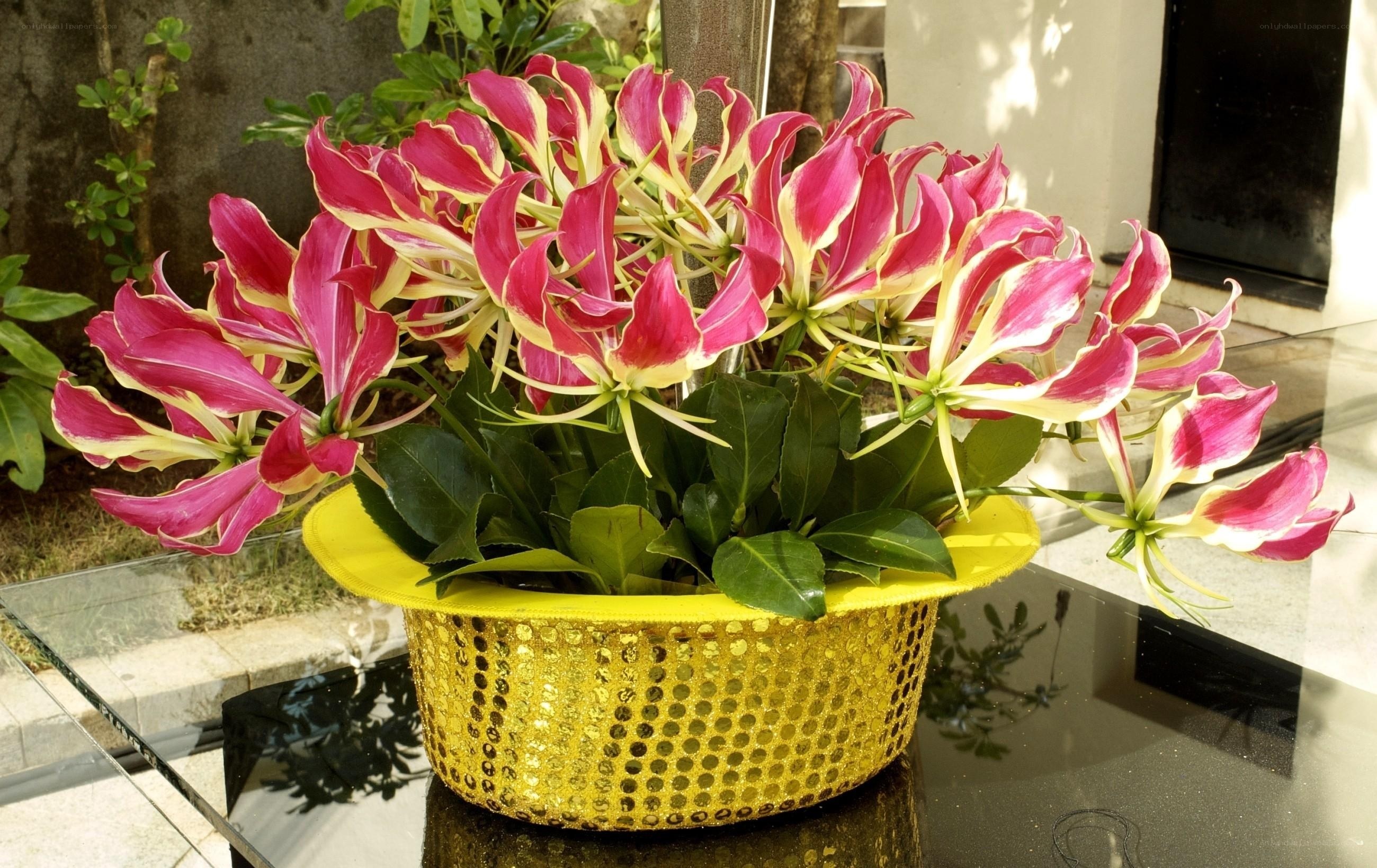 Flamingo flower in golden pot
