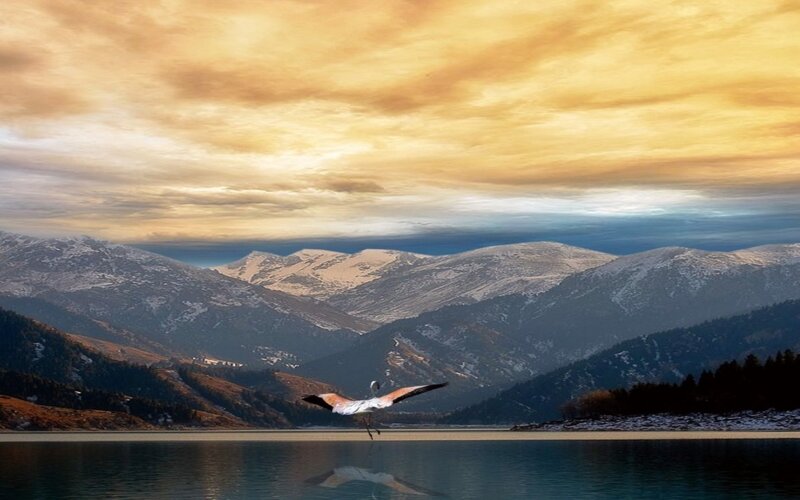 Flamingo Flying over Lake