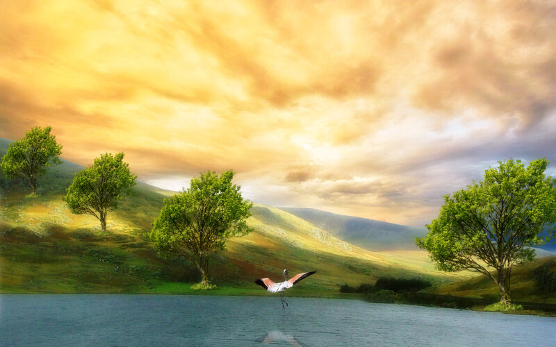 Flamingo Flying over Lake — Yellow
