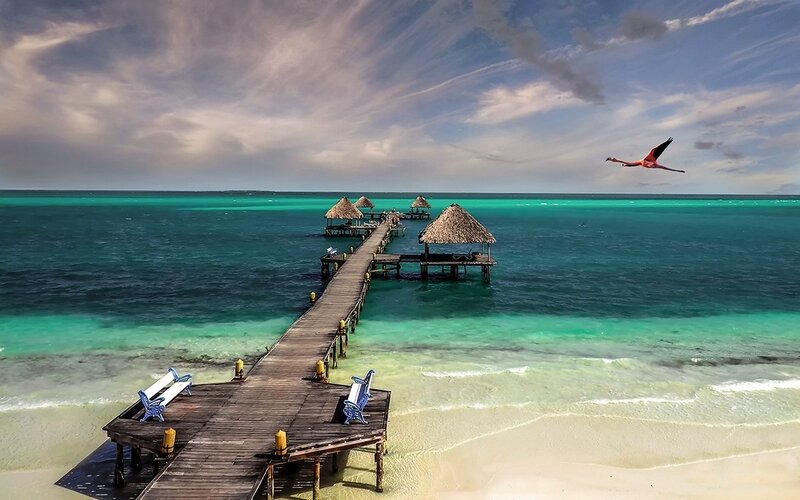 Flamingo Flying over Pier