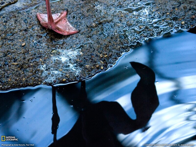 Flamingo Foot in a Puddle