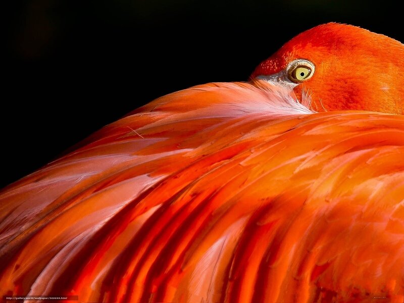 Flamingo Head and Neck — Orange, Dramatic, Photograph