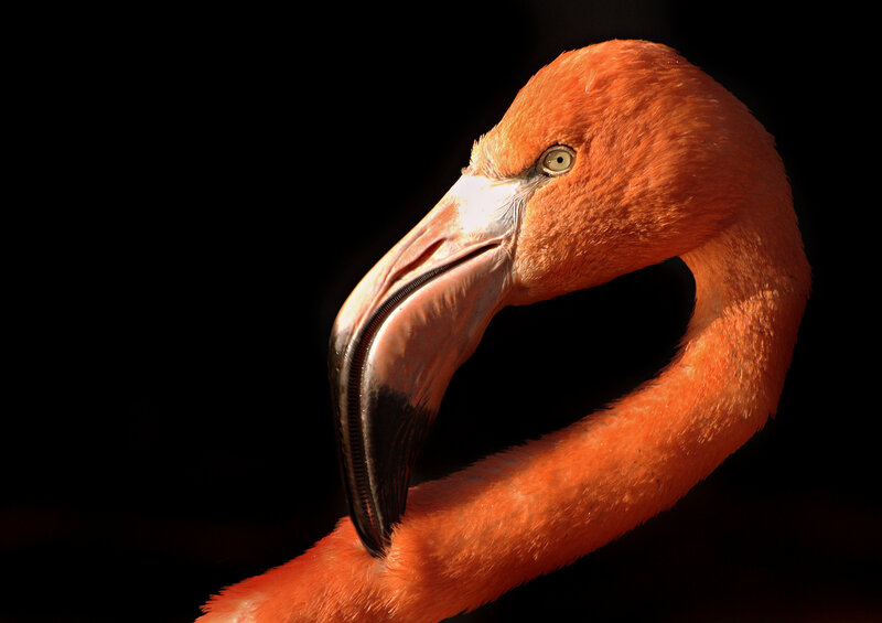 Flamingo Head and Neck — Orange, Dramatic