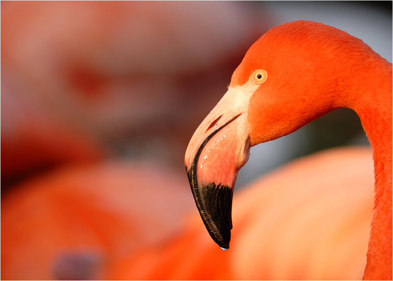 Flamingo Head and Neck — Orange