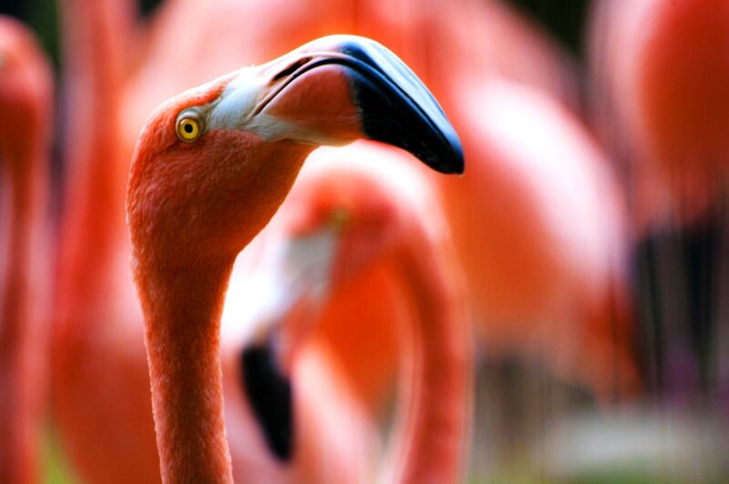 Flamingo Head and Neck — Pink, Calm, Photograph