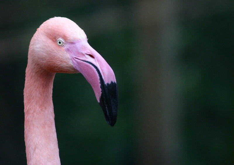 Flamingo Head and Neck — Pink, Calm