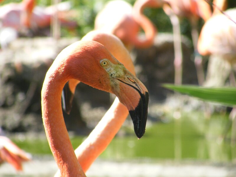 Flamingo Head and Neck — Pink