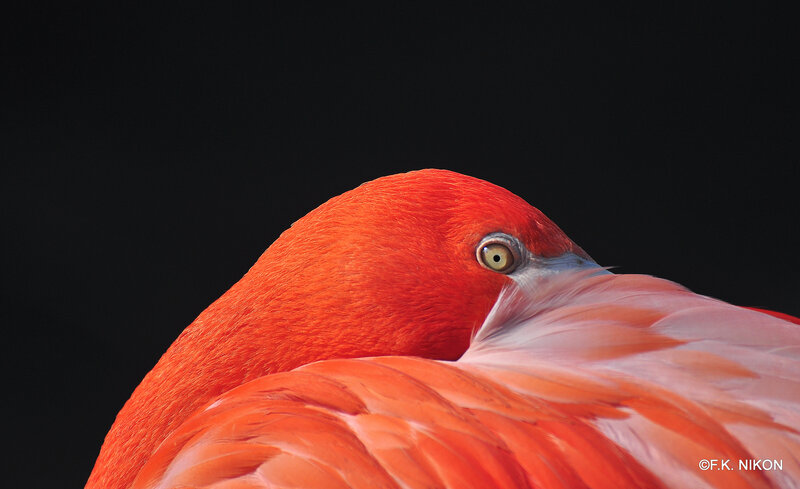 Flamingo Head and Neck — Red