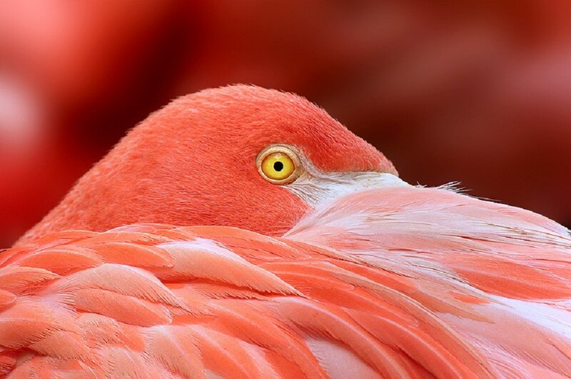 Flamingo Head and Neck