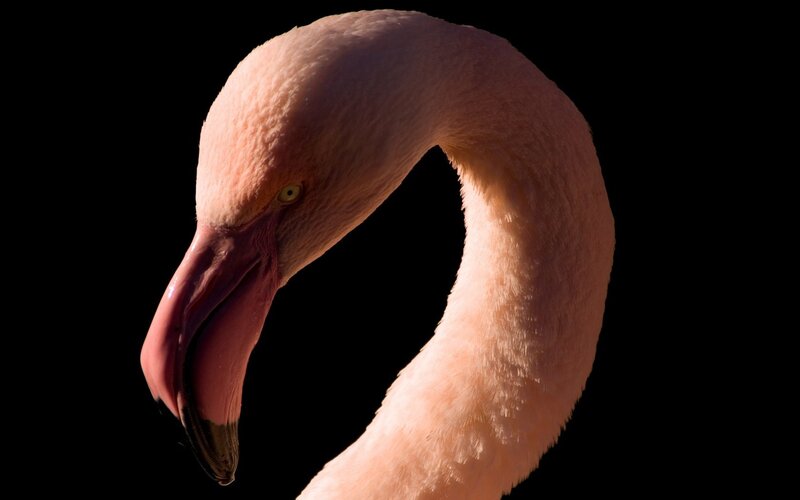 flamingo head close-up