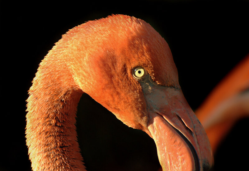 Flamingo Head — Orange