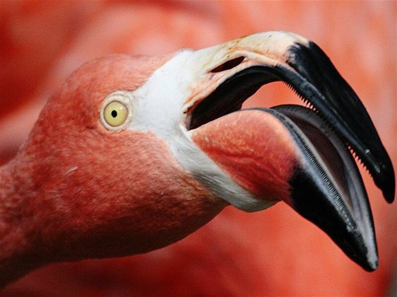 Flamingo Head — Pink