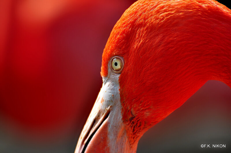 Flamingo Head — Red