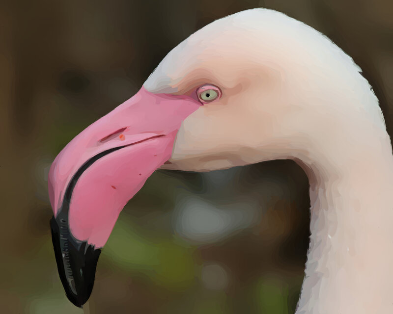Flamingo Head