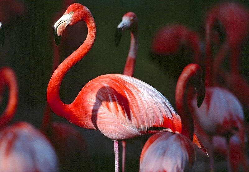 Flamingo in a Flock