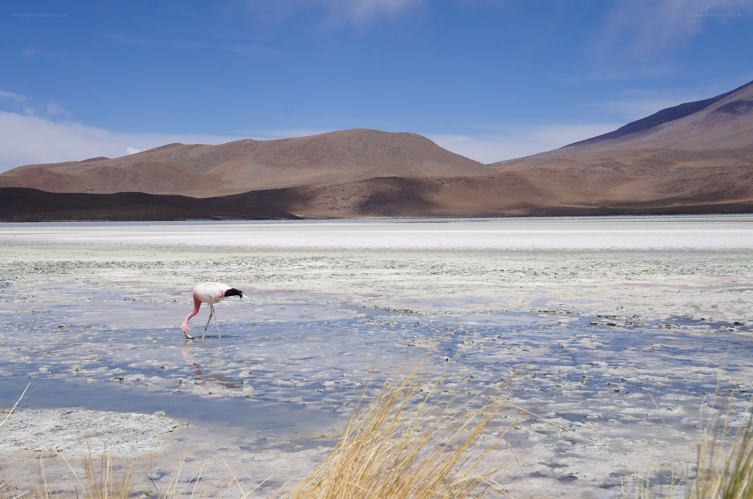Flamingo in a salt flat