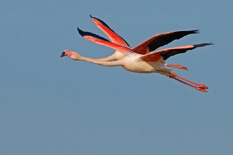 Flamingo in Flight — Blue