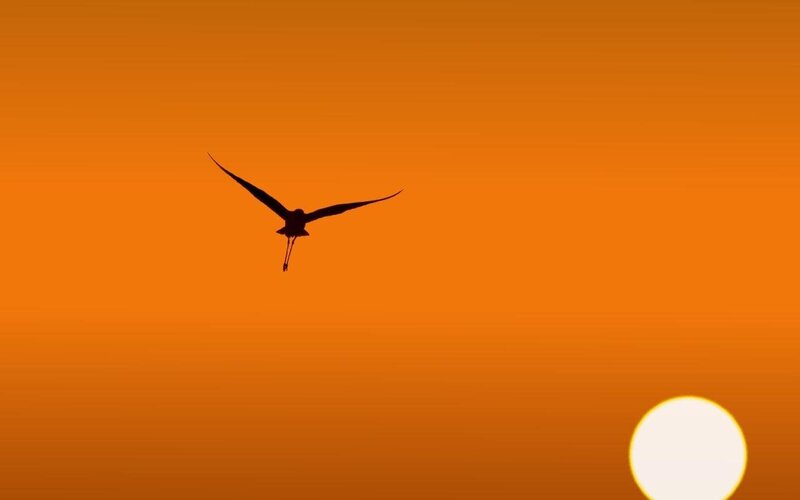 Flamingo in Flight — Orange, Serene