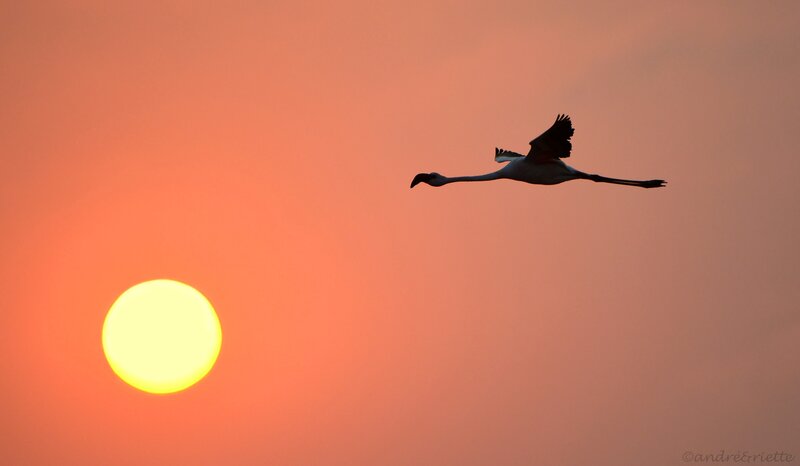 Flamingo in Flight — Orange
