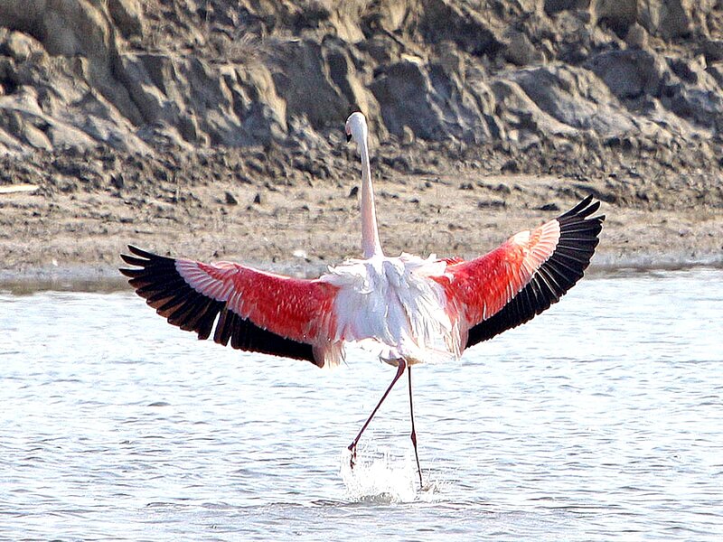 Flamingo in Flight — Pink, Dynamic, Afternoon