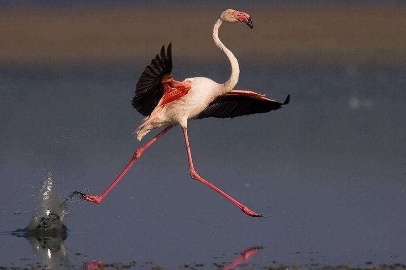 Flamingo in Flight — Pink, Dynamic