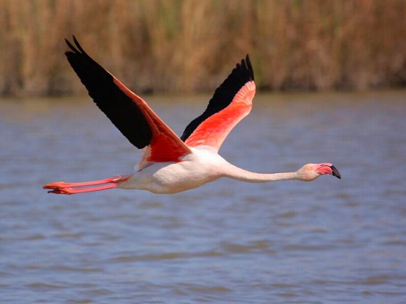 Flamingo in Flight — Pink, Serene