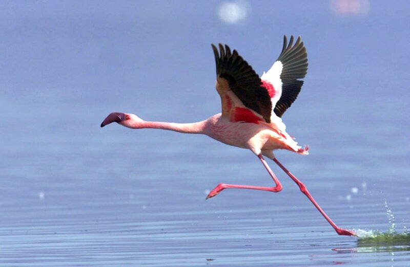 Flamingo in Flight — Pink