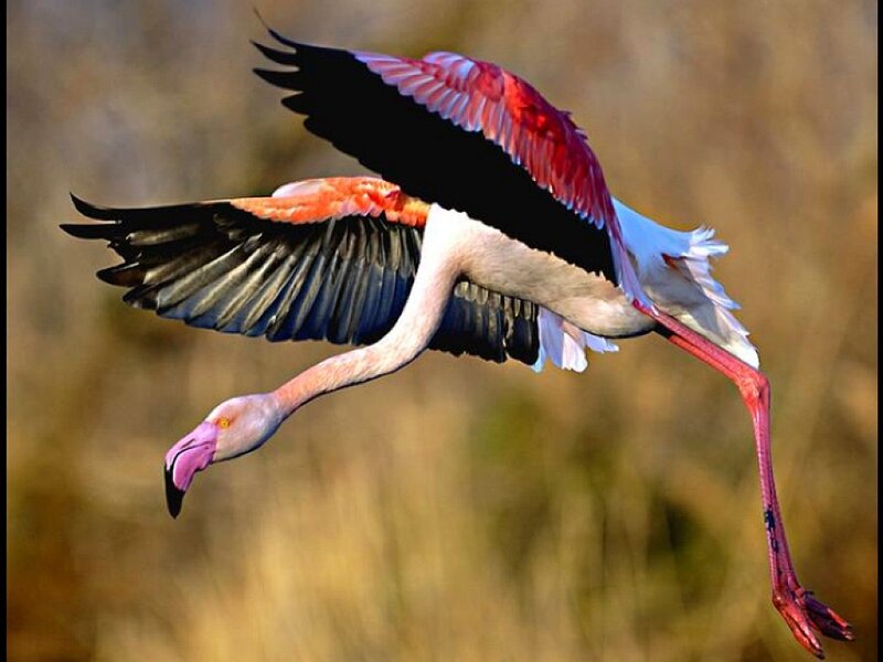 Flamingo in Flight