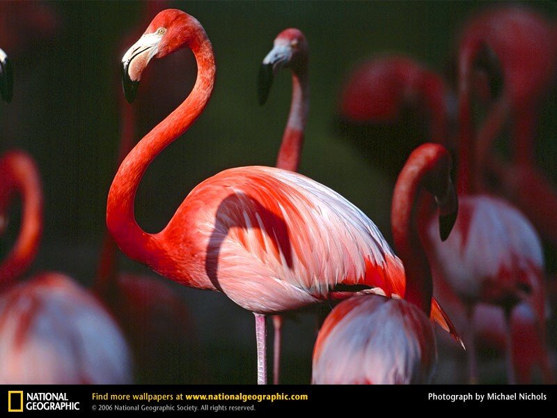 Flamingo in Flock