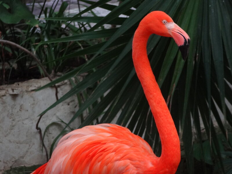 Flamingo in Foliage