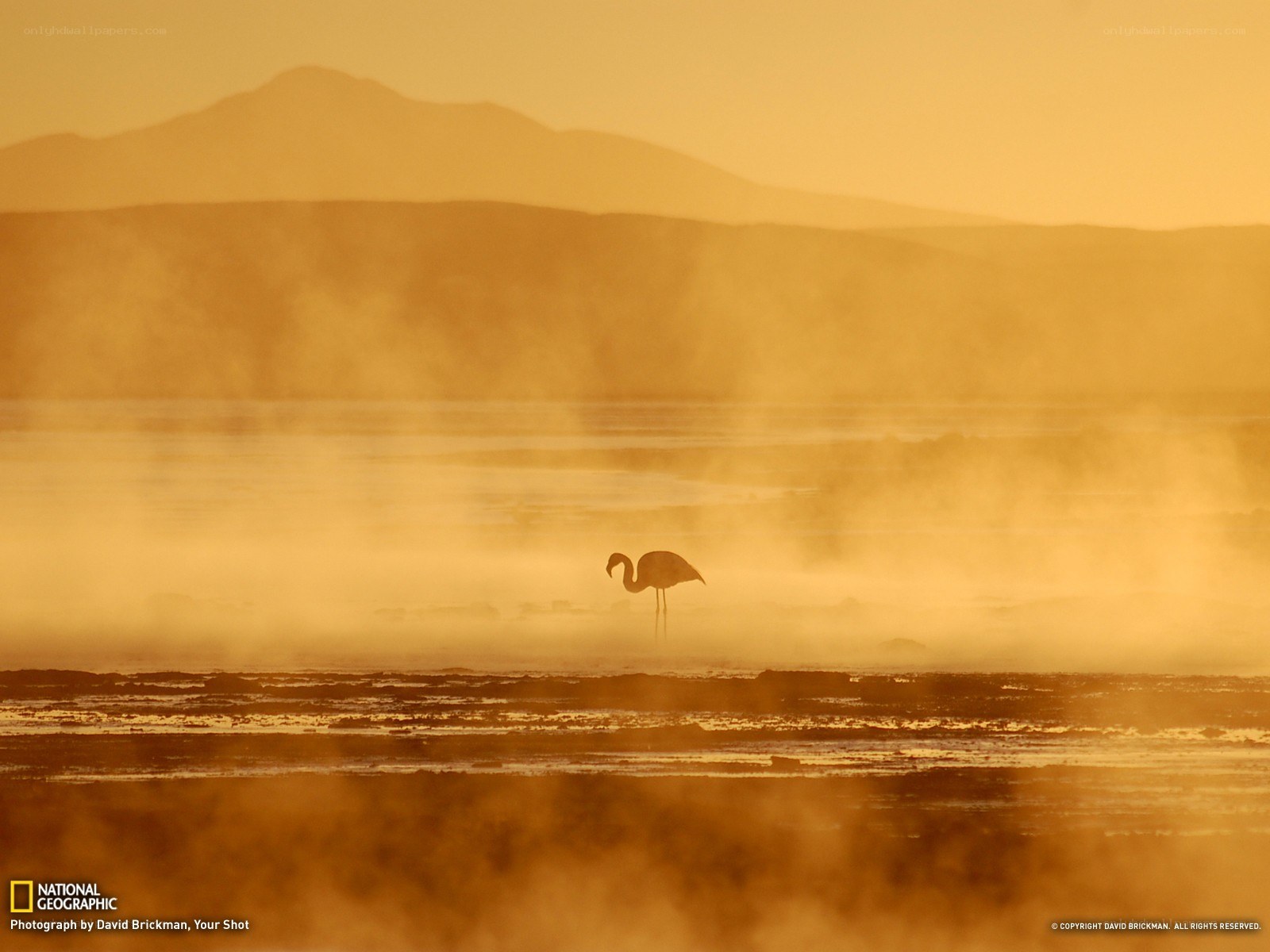 Flamingo in golden mist