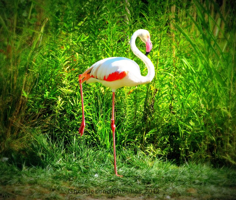 Flamingo in Grass