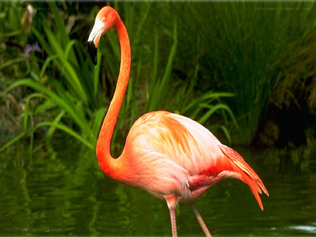 flamingo in green water
