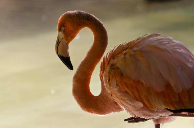 Flamingo in Profile