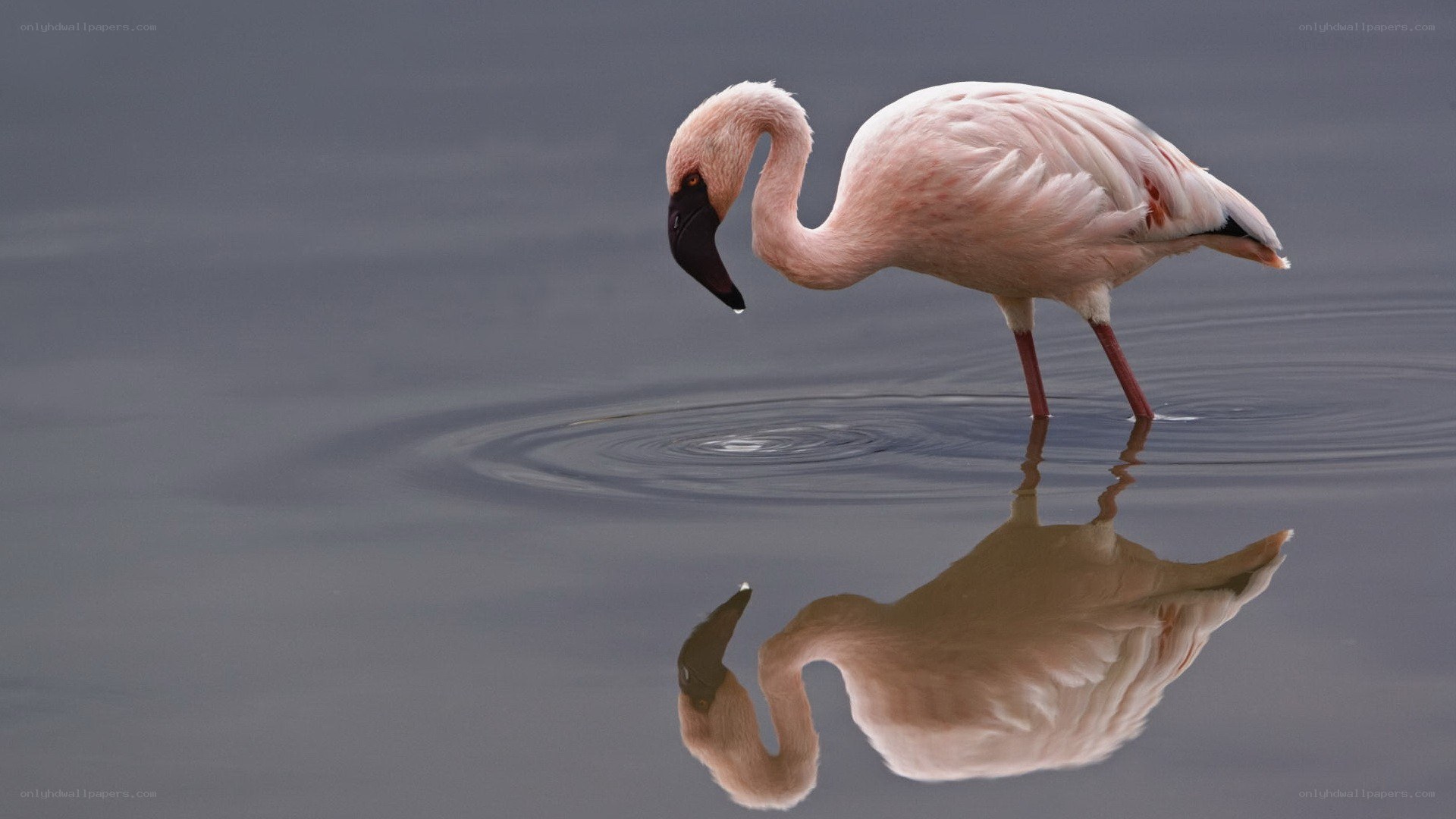 flamingo in shallow water