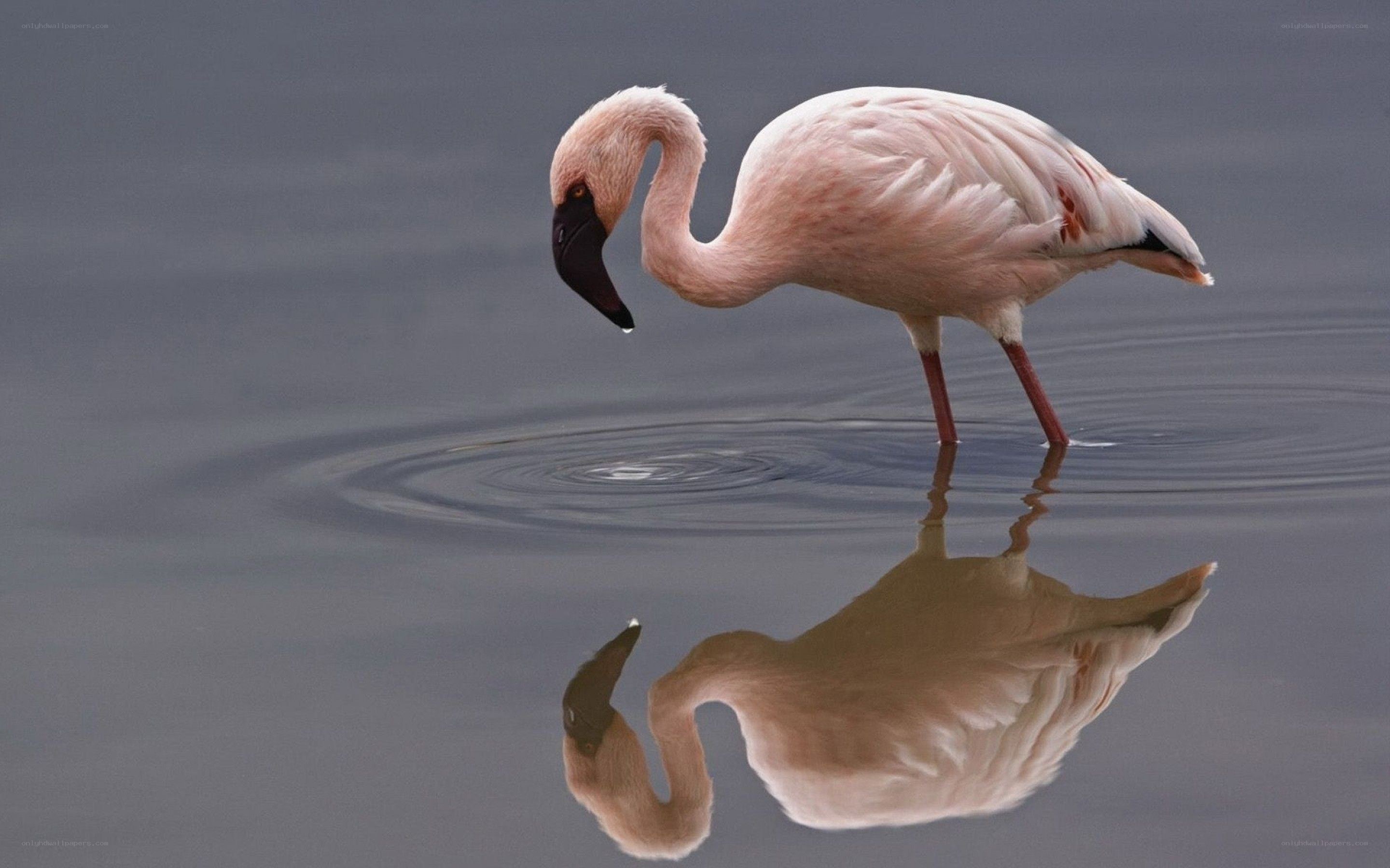 flamingo in shallow water