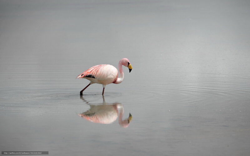 flamingo in shallow water