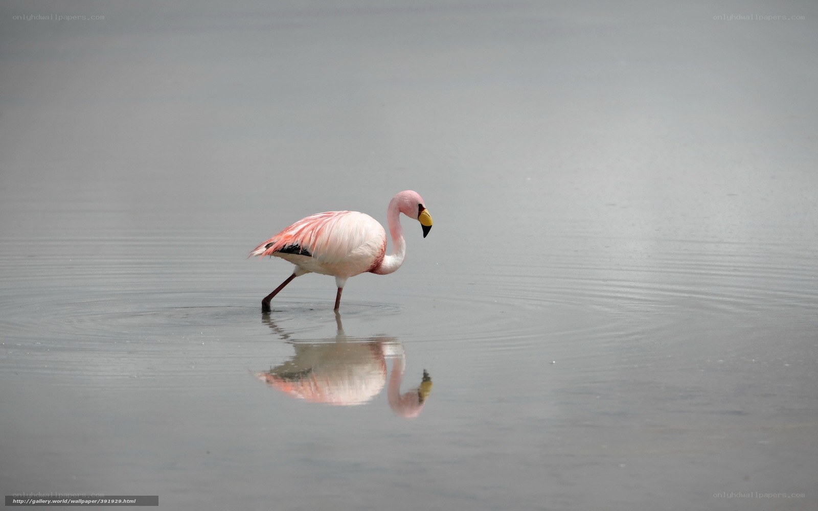 flamingo in shallow water