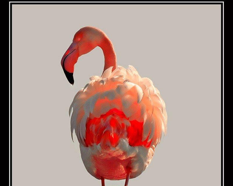 Flamingo in soft light