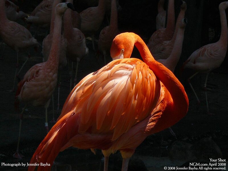 Flamingo in Sunlight