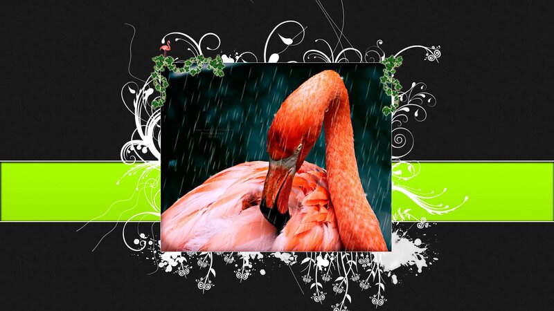 Flamingo in the rain