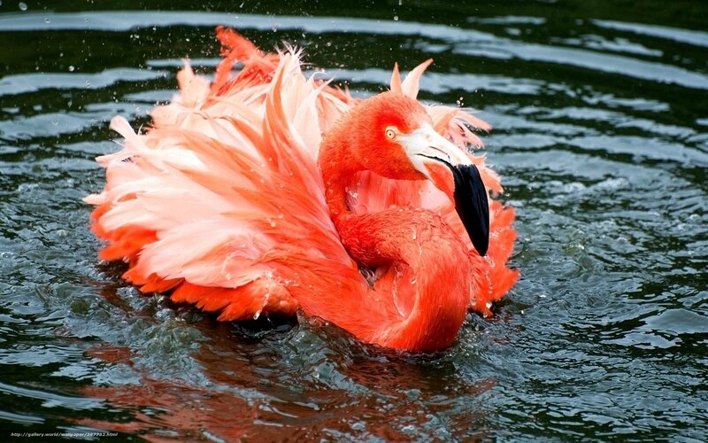 Flamingo in Water — Pink, Active, Photograph, Feathers