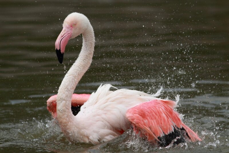 Flamingo in Water — Pink, Active, Photograph