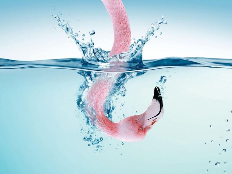 Flamingo in Water — Pink, Dynamic, Photograph, Splashes