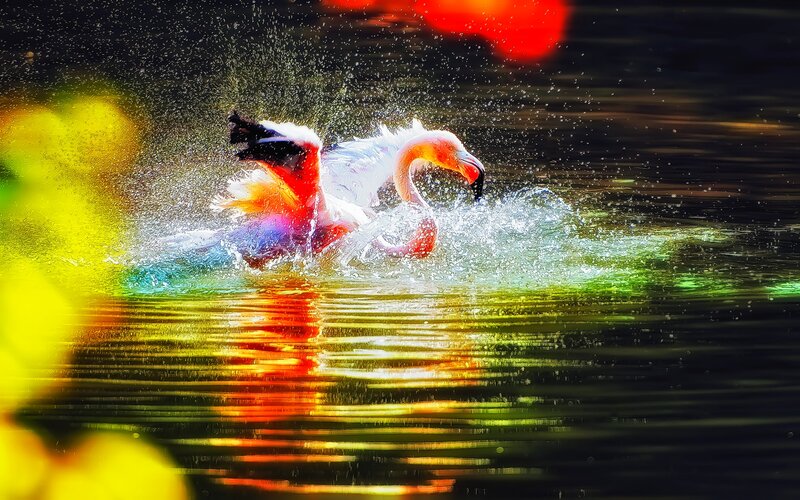 Flamingo in Water — Pink, Dynamic, Photograph