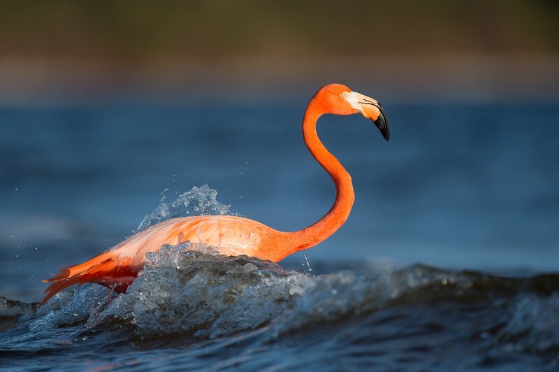 Flamingo in Water — Pink, Dynamic, Sunset